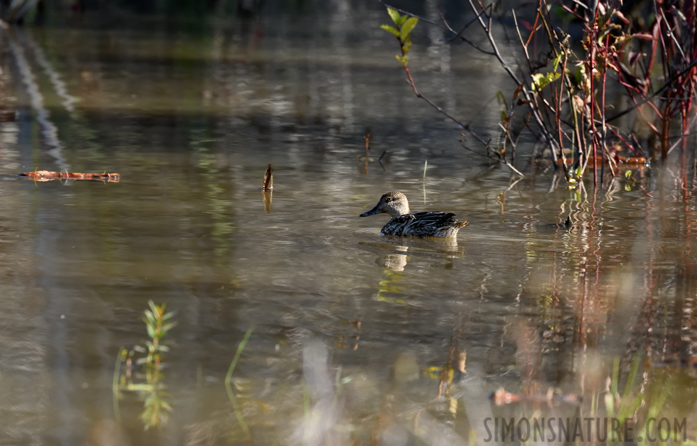 Anas carolinensis [400 mm, 1/800 sec at f / 8.0, ISO 1600]